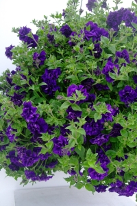 Petunya Fidesi Kokulu Katmerli ( Petunia Atkinsiana Tumbelina ) Belinda 1 Adet - Thumbnail