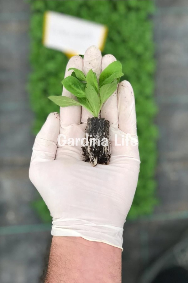 Petunya Fidesi Kokulu Katmerli ( Petunia Atkinsiana Tumbelina ) Belinda 1 Adet