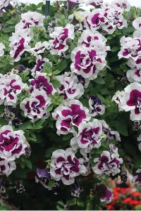 Petunya Fidesi Kokulu Katmerli ( Petunia Atkinsiana Tumbelina ) Bella 1 Adet - Thumbnail