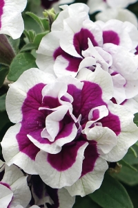 Petunya Fidesi Kokulu Katmerli ( Petunia Atkinsiana Tumbelina ) Bella 1 Adet - Thumbnail