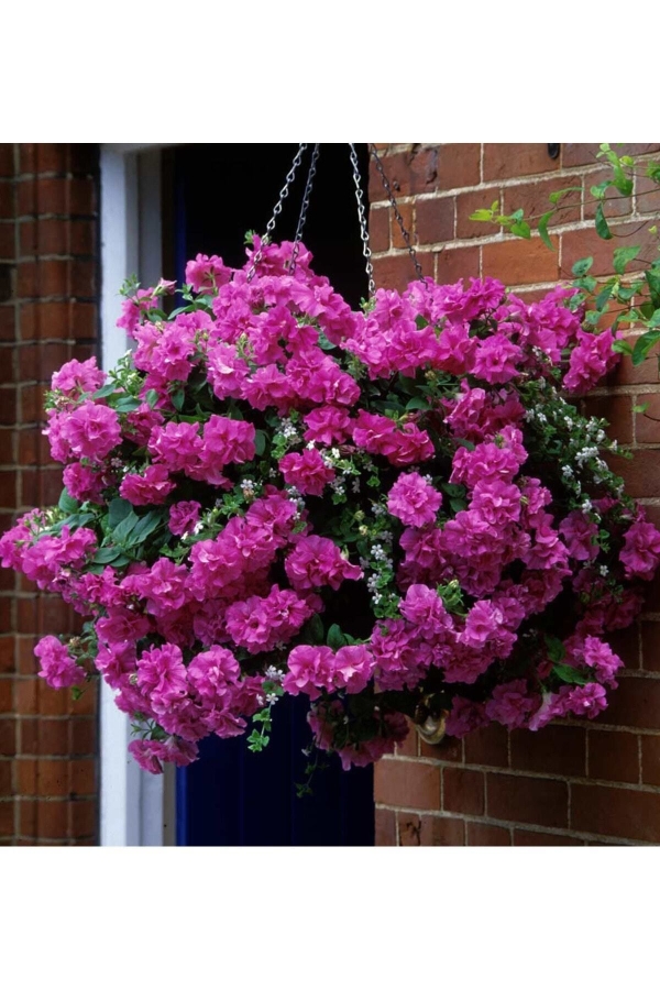 Petunya Fidesi Kokulu Katmerli ( Petunia Atkinsiana Tumbelina ) Candyfloss 1 Adet