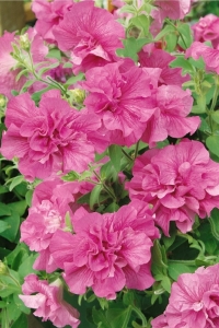 Petunya Fidesi Kokulu Katmerli ( Petunia Atkinsiana Tumbelina ) Candyfloss 1 Adet - Thumbnail