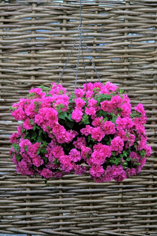 Petunya Fidesi Kokulu Katmerli ( Petunia Atkinsiana Tumbelina ) Candyfloss 1 Adet