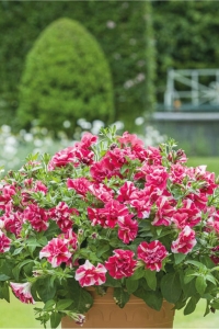 Petunya Fidesi Kokulu Katmerli ( Petunia Atkinsiana Tumbelina ) Cherry Ripple 1 Adet - Thumbnail