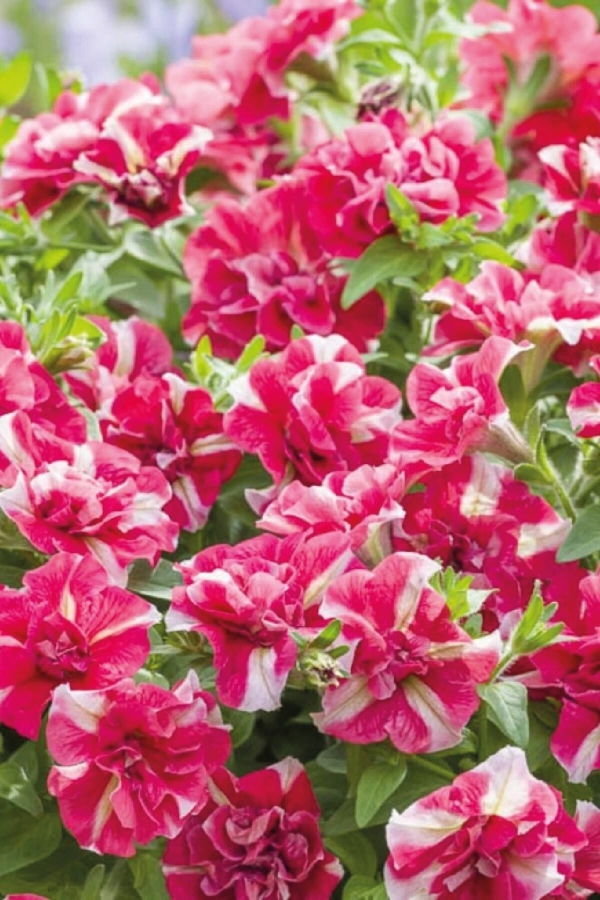 Petunya Fidesi Kokulu Katmerli ( Petunia Atkinsiana Tumbelina ) Cherry Ripple 1 Adet