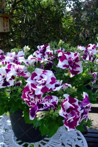 Petunya Fidesi Kokulu Katmerli ( Petunia Atkinsiana Tumbelina ) Damson Ripple 1 Adet - Thumbnail