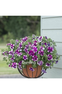 Petunya Fidesi Kokulu Katmerli ( Petunia Atkinsiana Tumbelina ) Damson Ripple 1 Adet - Thumbnail