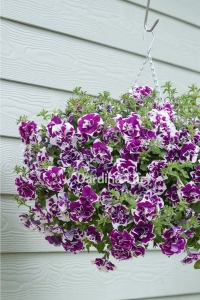 Petunya Fidesi Kokulu Katmerli ( Petunia Atkinsiana Tumbelina ) Damson Ripple 1 Adet - Thumbnail