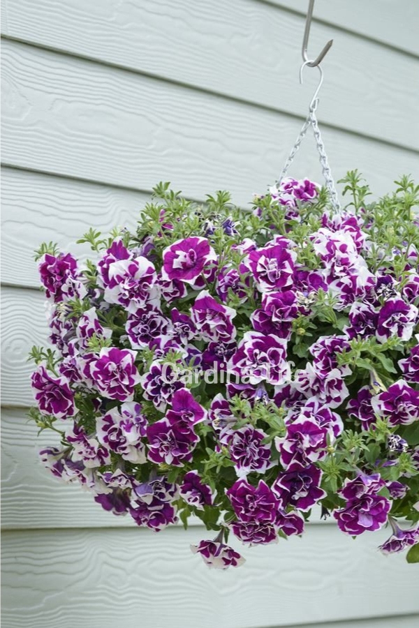 Petunya Fidesi Kokulu Katmerli ( Petunia Atkinsiana Tumbelina ) Damson Ripple 1 Adet