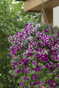 Petunya Fidesi Kokulu Katmerli ( Petunia Atkinsiana Tumbelina ) Damson Ripple 1 Adet - Thumbnail