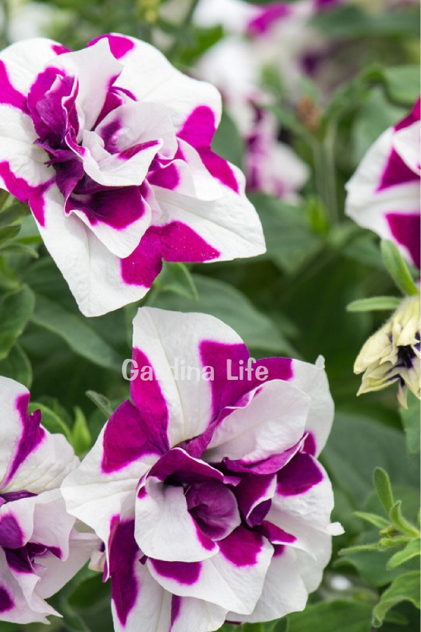 Gardinalife - Petunya Fidesi Kokulu Katmerli ( Petunia Atkinsiana Tumbelina ) Damson Ripple 1 Adet