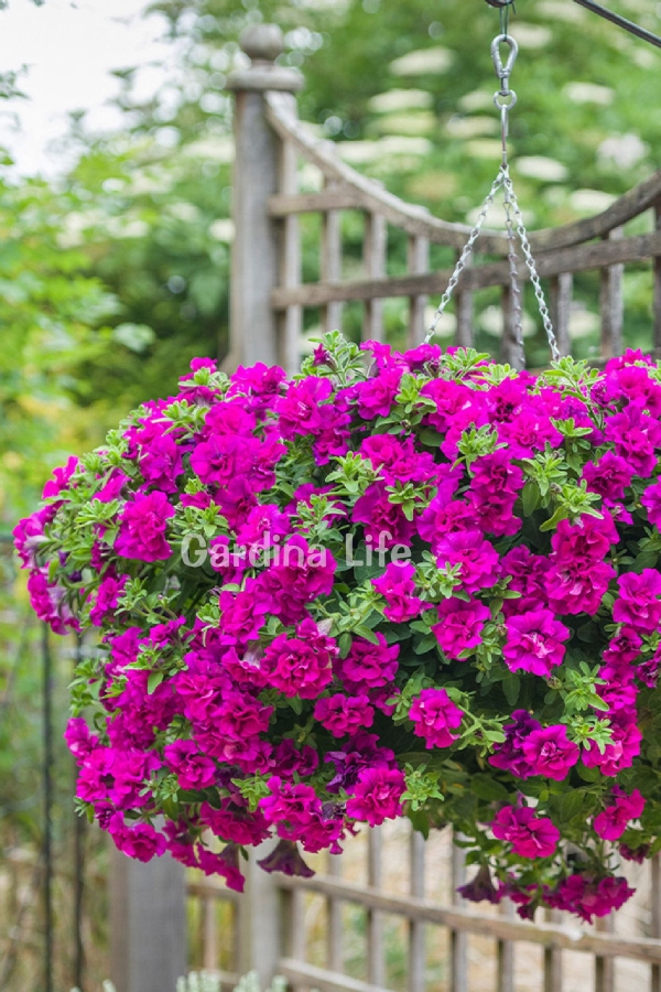 Gardinalife - Petunya Fidesi Kokulu Katmerli ( Petunia Atkinsiana Tumbelina ) Savanna 1 Adet