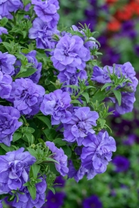 Petunya Fidesi Kokulu Katmerli ( Petunia Atkinsiana Tumbelina ) Sophia 1 Adet - Thumbnail