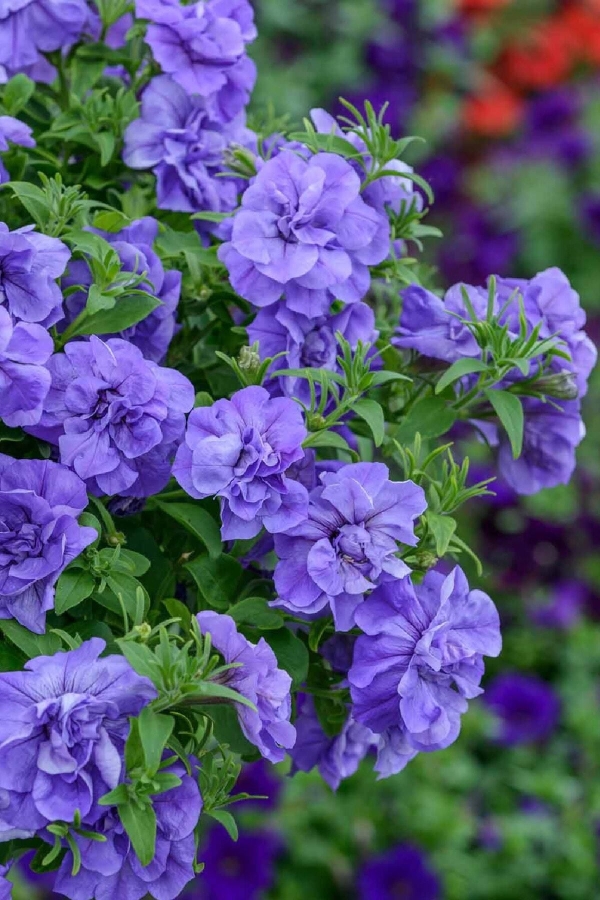 Petunya Fidesi Kokulu Katmerli ( Petunia Atkinsiana Tumbelina ) Sophia 1 Adet