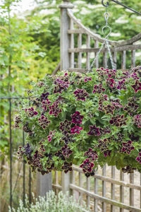 Petunya Fidesi Kokulu Katmerli ( Petunia Atkinsiana Tumbelina ) Superstar1 Adet - Thumbnail