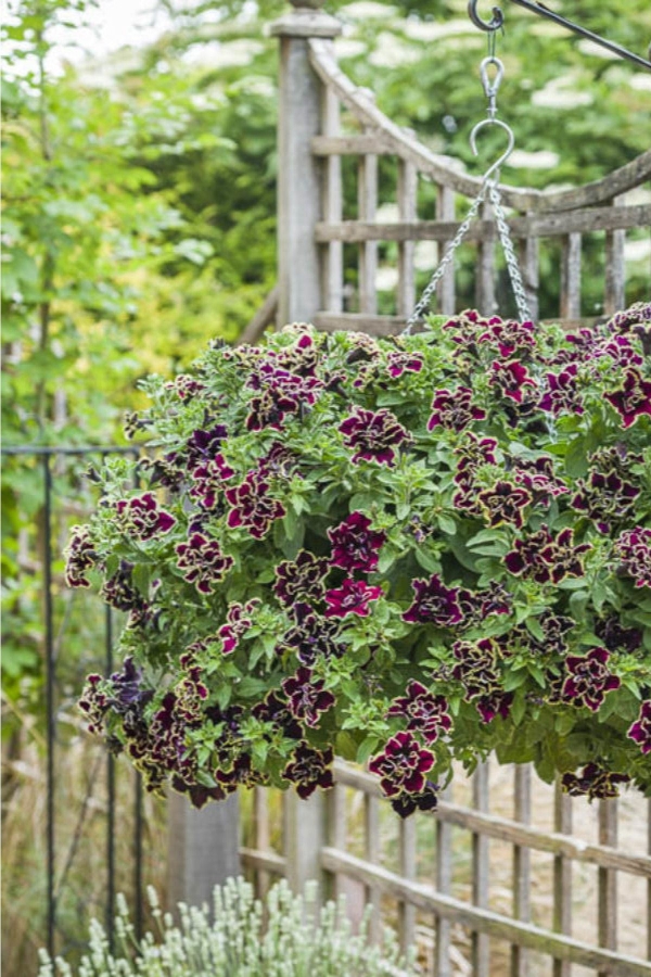 Petunya Fidesi Kokulu Katmerli ( Petunia Atkinsiana Tumbelina ) Superstar1 Adet