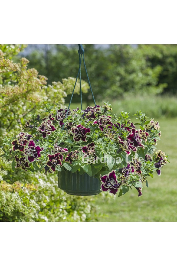 Petunya Fidesi Kokulu Katmerli ( Petunia Atkinsiana Tumbelina ) Superstar1 Adet