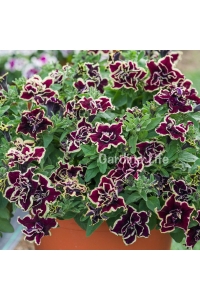 Petunya Fidesi Kokulu Katmerli ( Petunia Atkinsiana Tumbelina ) Superstar1 Adet - Thumbnail