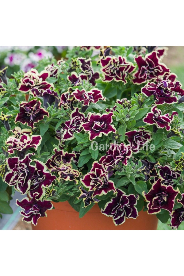 Petunya Fidesi Kokulu Katmerli ( Petunia Atkinsiana Tumbelina ) Superstar1 Adet