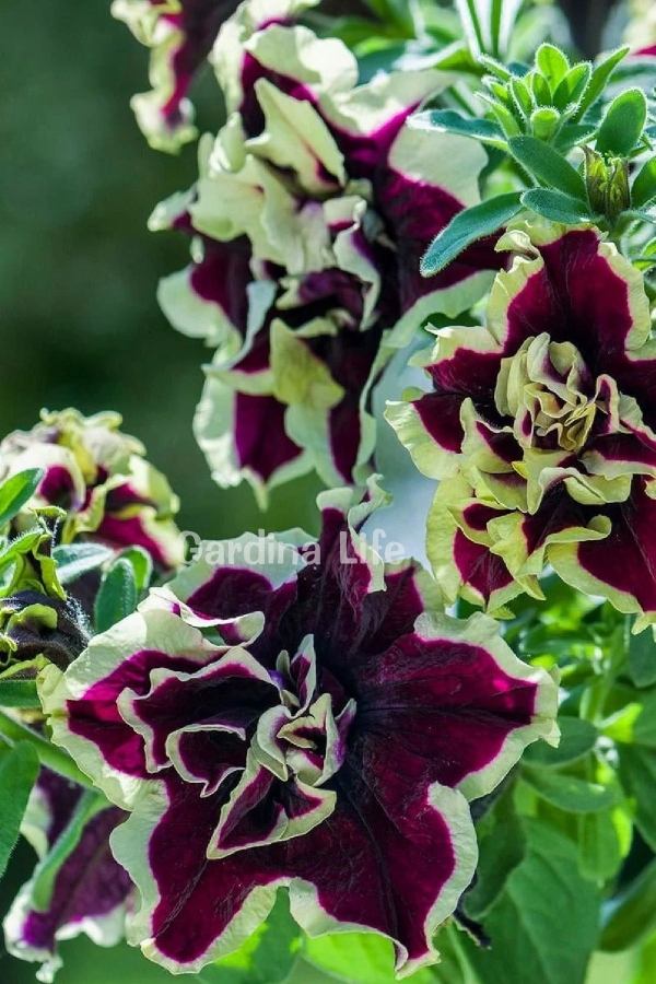 Gardinalife - Petunya Fidesi Kokulu Katmerli ( Petunia Atkinsiana Tumbelina ) Superstar1 Adet