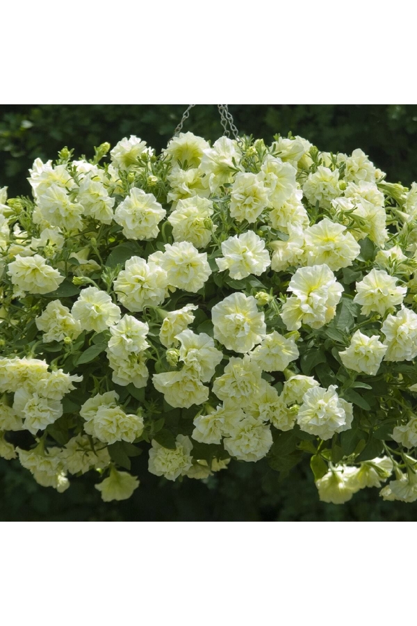 Petunya Fidesi Kokulu Katmerli ( Petunia Atkinsiana Tumbelina ) Susanna 1 Adet