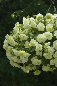 Petunya Fidesi Kokulu Katmerli ( Petunia Atkinsiana Tumbelina ) Susanna 1 Adet - Thumbnail