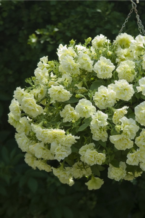 Petunya Fidesi Kokulu Katmerli ( Petunia Atkinsiana Tumbelina ) Susanna 1 Adet