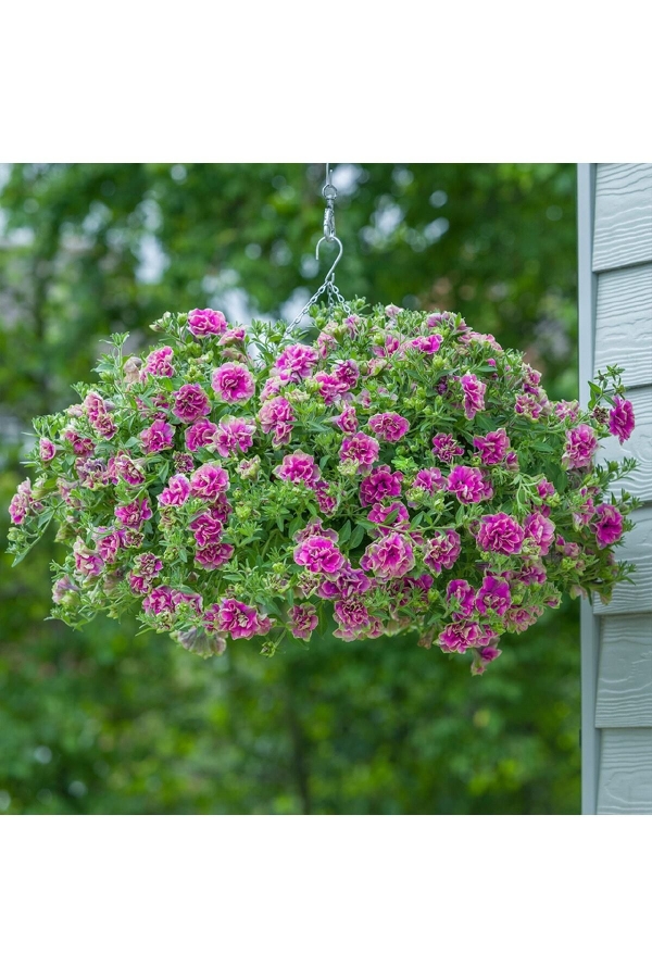 Petunya Fidesi Kokulu Katmerli ( Petunia Atkinsianatumbelina ) Darcey Rosa 1 Adet