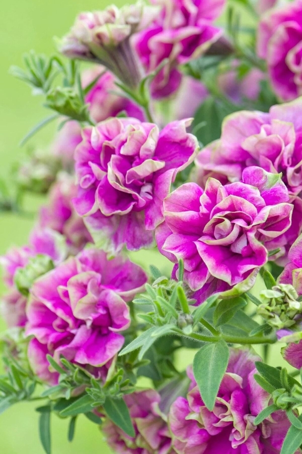 Petunya Fidesi Kokulu Katmerli ( Petunia Atkinsianatumbelina ) Darcey Rosa 1 Adet