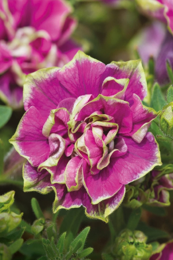 Petunya Fidesi Kokulu Katmerli ( Petunia Atkinsianatumbelina ) Darcey Rosa 1 Adet