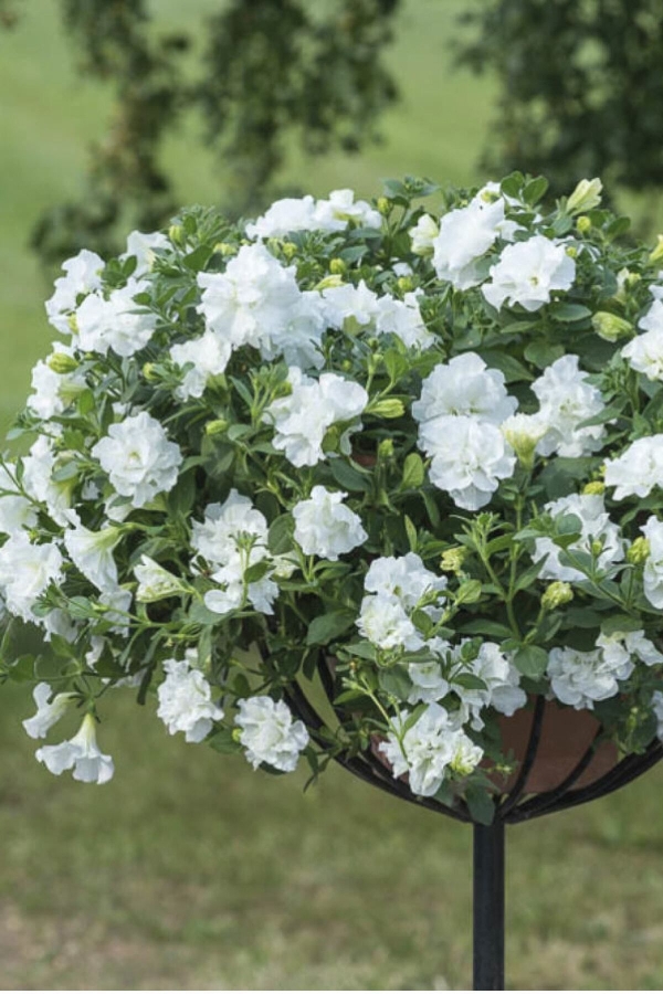 Petunya Fidesi Kokulu Katmerli ( Petunia Atkinsianatumbelina ) Diana 1 Adet