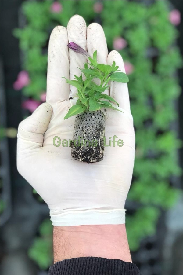 Petunya Fidesi Kokulu Katmerli ( Petunia Atkinsianatumbelina ) Diana 1 Adet