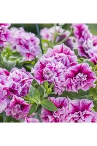 Petunya Fidesi Kokulu Katmerli ( Petunia Atkinsianatumbelina ) Francesca 1 Adet - Thumbnail