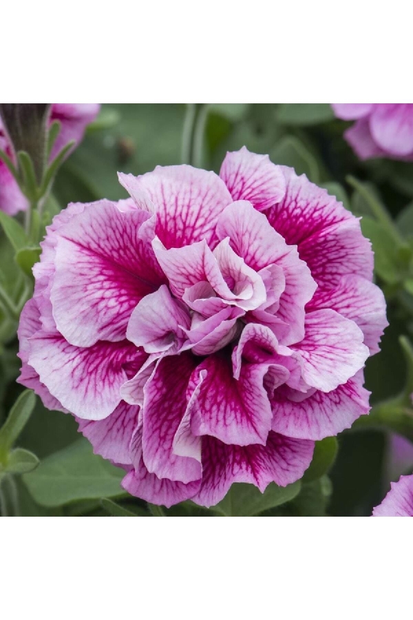 Petunya Fidesi Kokulu Katmerli ( Petunia Atkinsianatumbelina ) Francesca 1 Adet