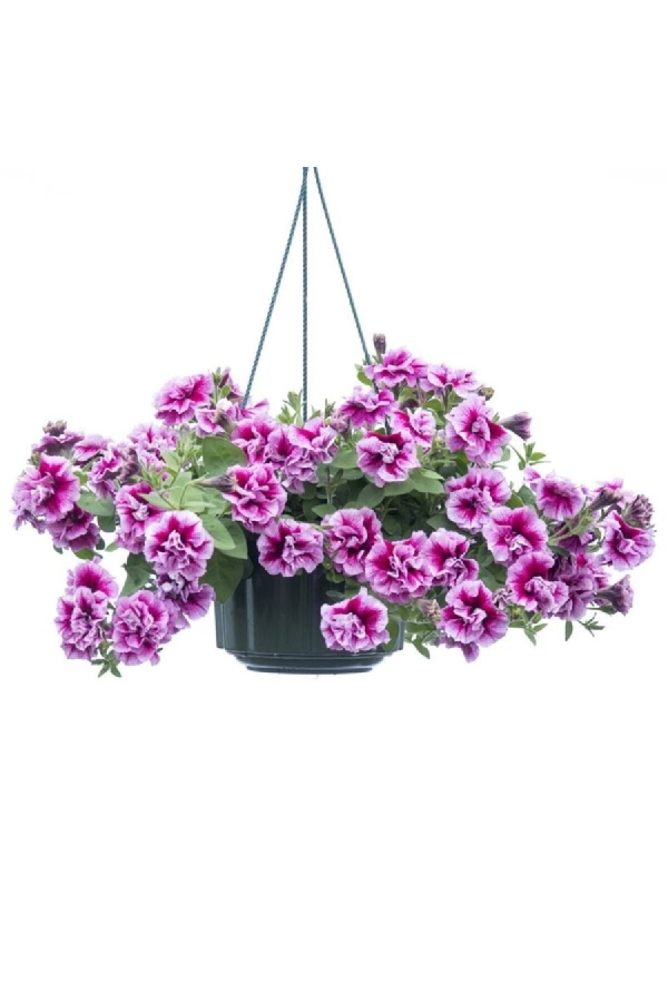 Petunya Fidesi Kokulu Katmerli ( Petunia Atkinsianatumbelina ) Francesca 1 Adet