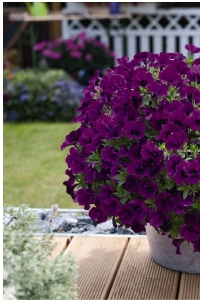 Petunya Fidesi ( Petunia Atkinsiana ) Lilac Blue 1 Adet - Thumbnail