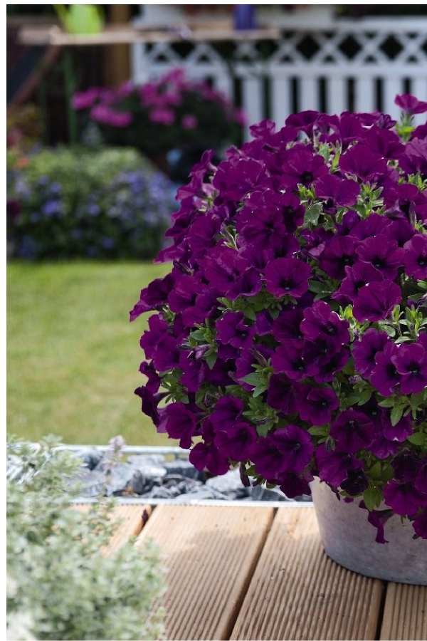 Petunya Fidesi ( Petunia Atkinsiana ) Lilac Blue 1 Adet