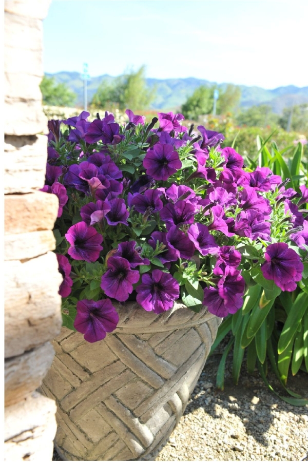 Petunya Fidesi ( Petunia Atkinsiana ) Lilac Blue 1 Adet