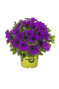 Petunya Fidesi ( Petunia Atkinsiana ) Lilac Blue 1 Adet - Thumbnail