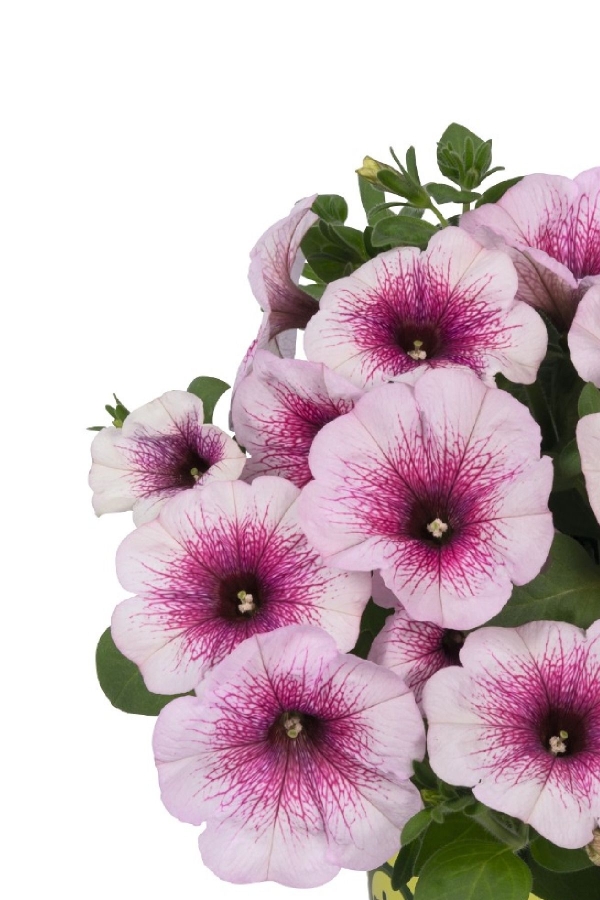 Petunya Fidesi ( Petunia Atkinsiana ) Pink Orchid 1 Adet