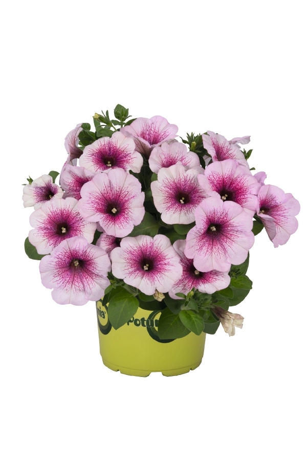 Petunya Fidesi ( Petunia Atkinsiana ) Pink Orchid 1 Adet