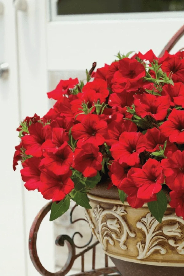 Petunya Fidesi ( Petunia Atkinsiana ) Table Dark Red 1 Adet