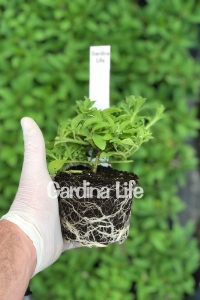 Petunya Fidesi ( Petunia Atkinsiana ) Table Dark Red 1 Adet - Thumbnail