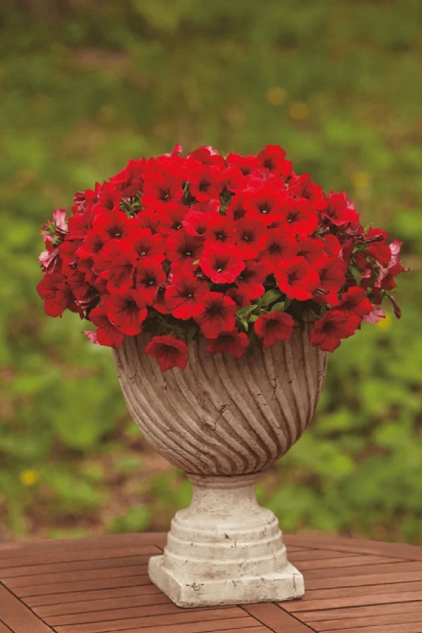 Petunya Fidesi ( Petunia Atkinsiana ) Table Dark Red 1 Adet