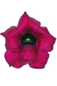 Petunya Fidesi ( Sarkan Petunia Atkinsiana ) Burgundy 1 Adet - Thumbnail