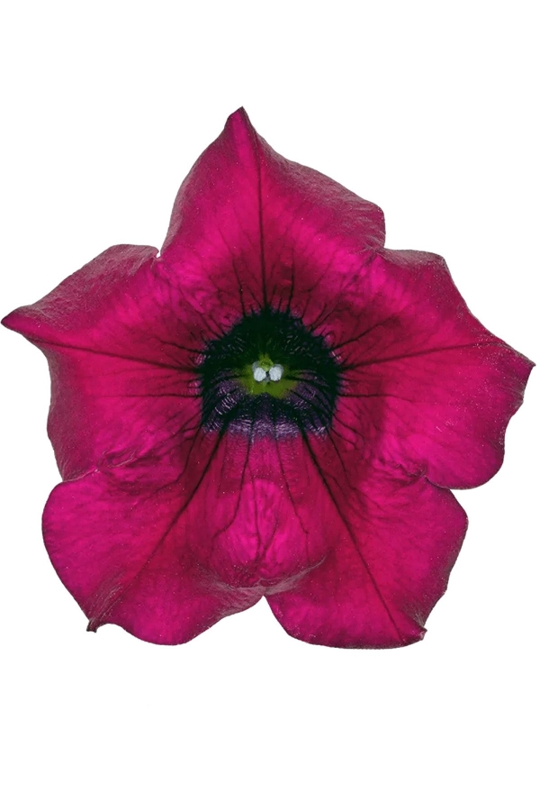 Petunya Fidesi ( Sarkan Petunia Atkinsiana ) Burgundy 1 Adet