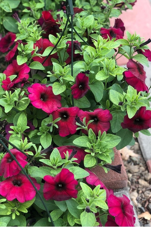 Petunya Fidesi ( Sarkan Petunia Atkinsiana ) Burgundy 1 Adet