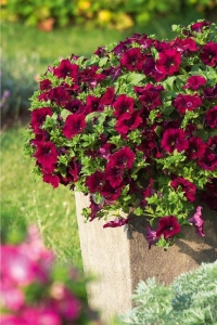 Petunya Fidesi ( Sarkan Petunia Atkinsiana ) Burgundy 1 Adet - Thumbnail