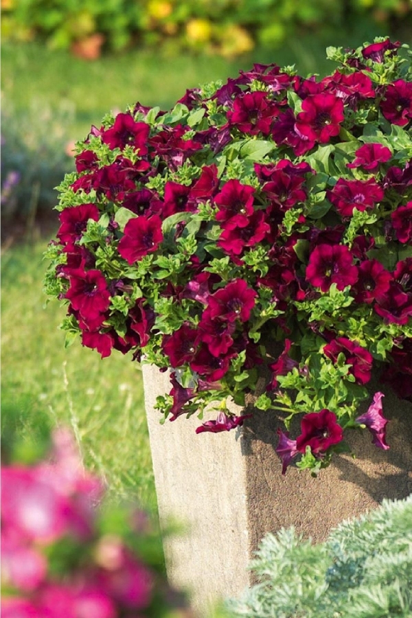 Petunya Fidesi ( Sarkan Petunia Atkinsiana ) Burgundy 1 Adet