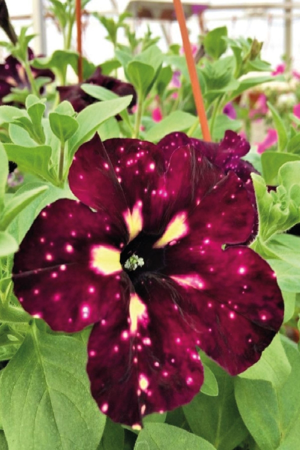 Petunya ( Petunia) Sarkan Petunya Fidesi ( Benekli ) Koyu Mor - Krem Renk 1 Adet